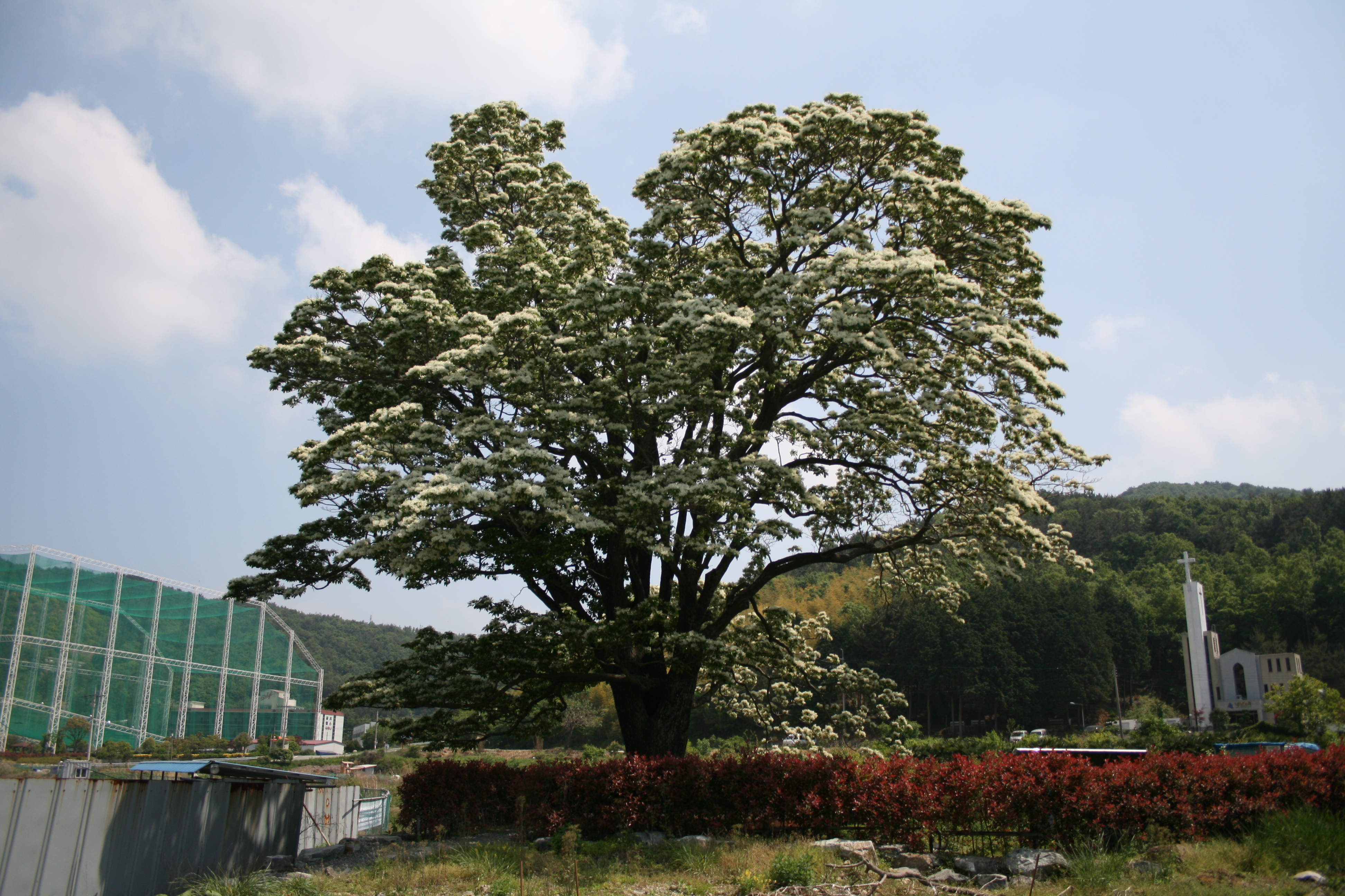 덕포동 이팝나무