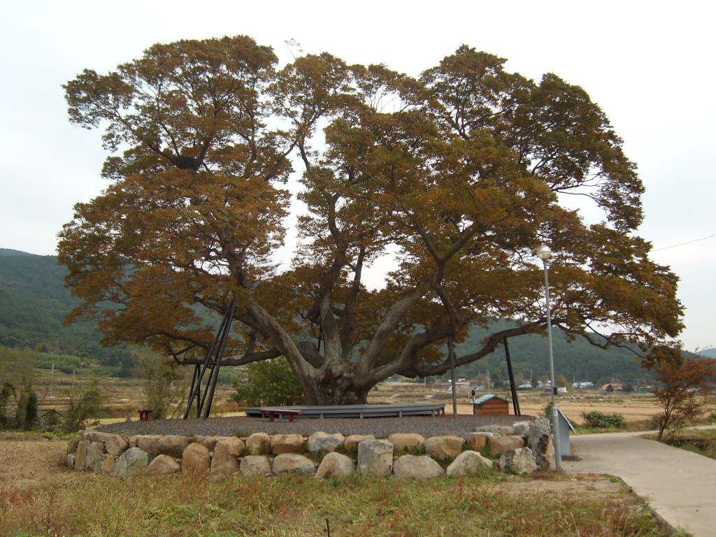 명진리 느티나무