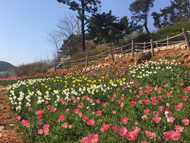 능포동 양지암 조각공원, 장미공원 이미지