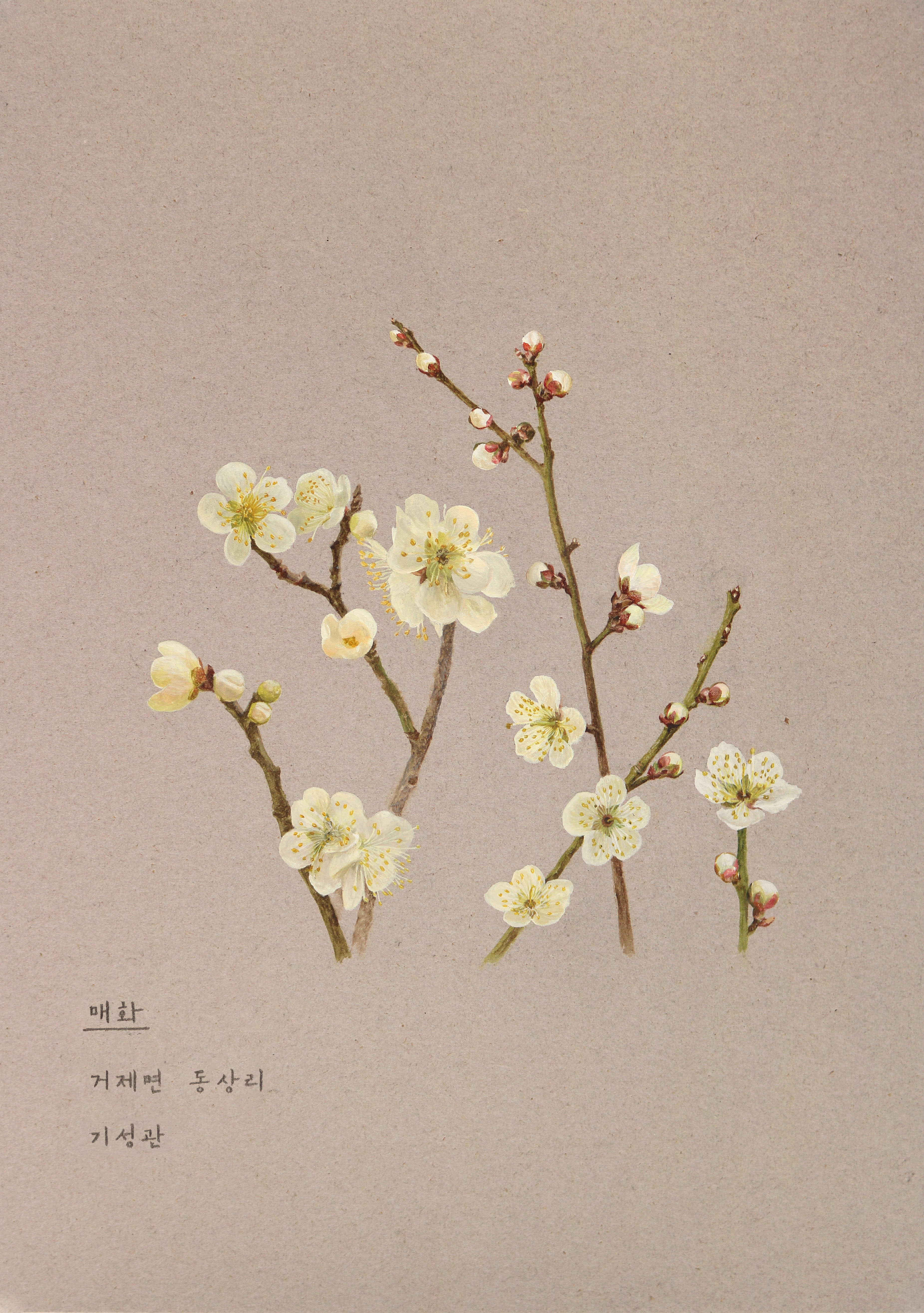 거제, 열두 달 꽃을 피우다(2월_매화)