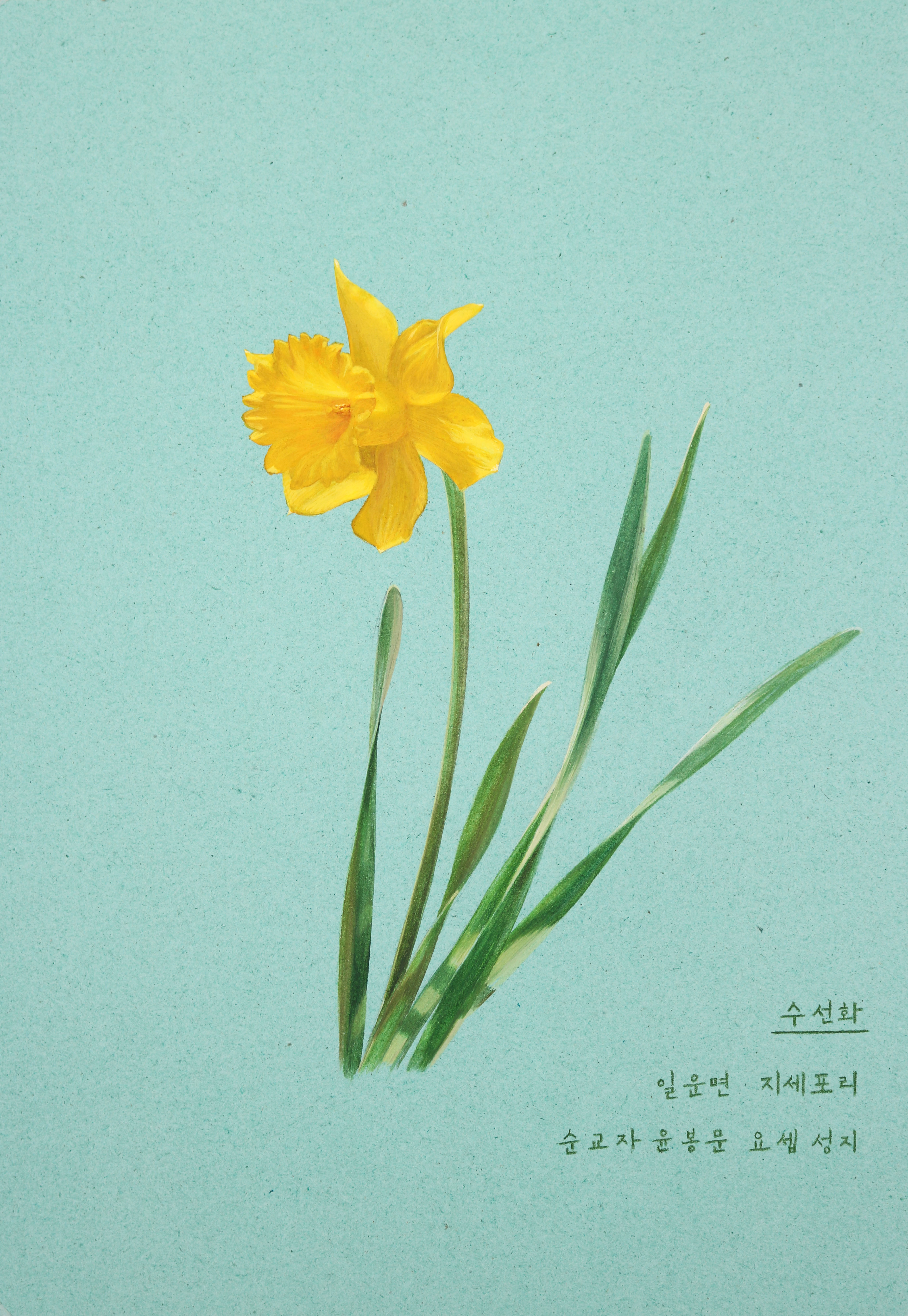 거제, 열두 달 꽃을 피우다(3월_수선화)