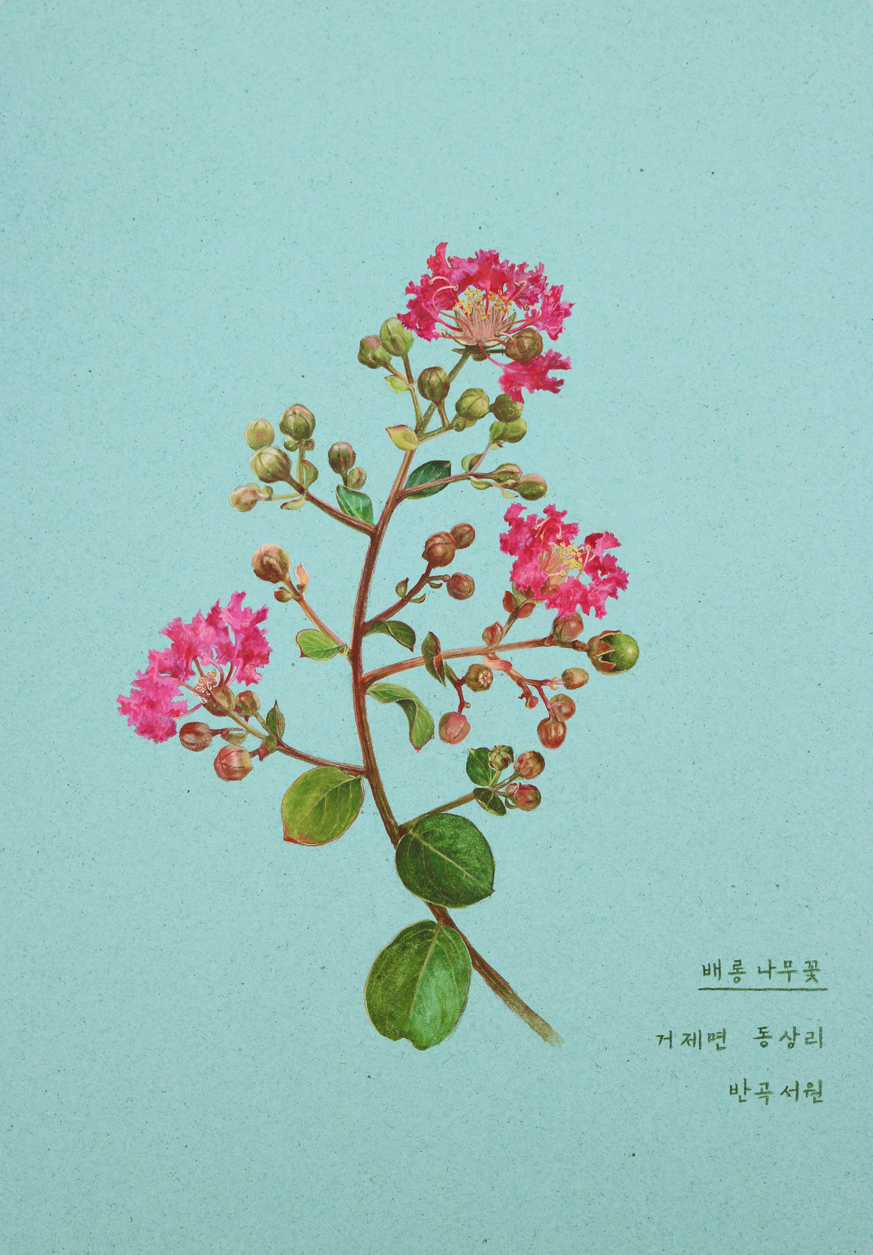거제, 열두 달 꽃을 피우다(8월_배롱나무꽃)