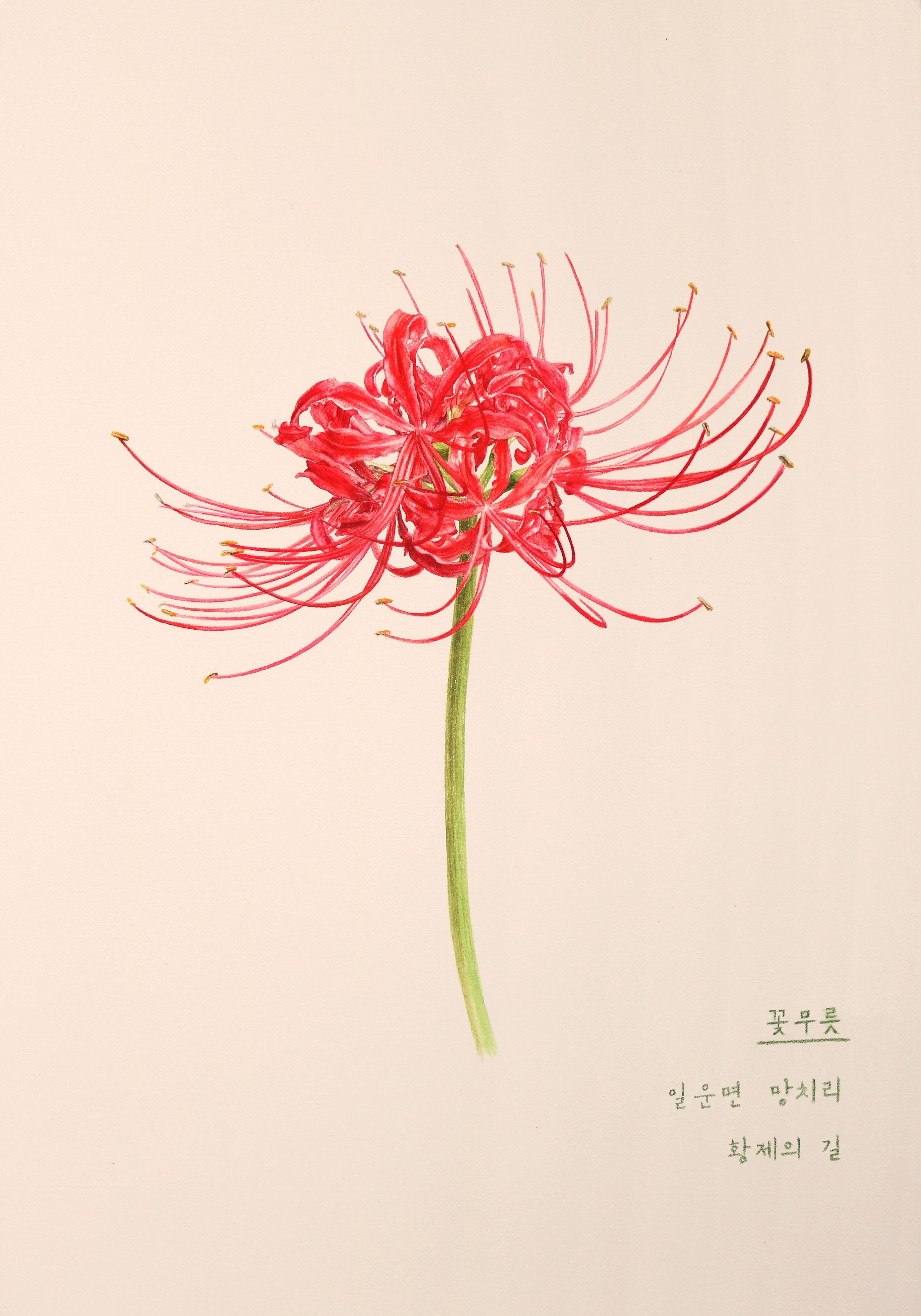 거제, 열두 달 꽃을 피우다(9월_꽃무릇)